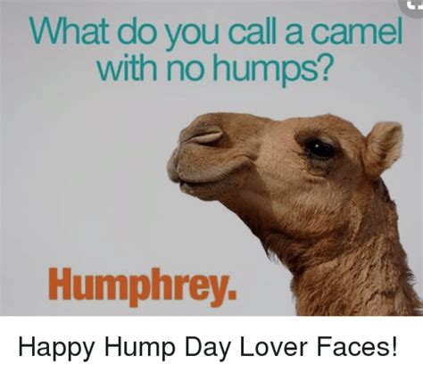 What Do You Call A Camel With No Humps Humphrey Happy