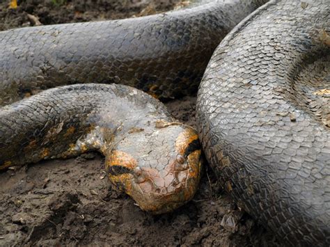anaconda wrangling  venezuela