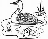 Loon Lake Coloring Pages Drawings Printable Clipart Color sketch template
