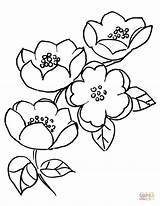 Coloring Blossom Apricot 792px 21kb Drawings sketch template