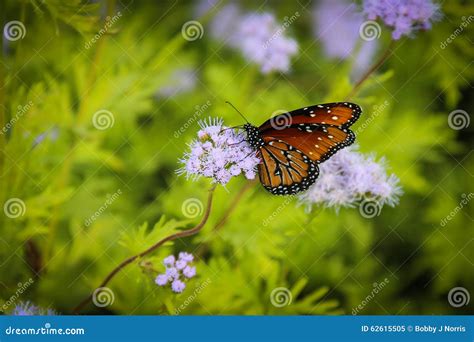 butterfli es passend zusammen stockbild bild von monarch migration