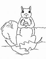 Squirrel Coloring Pages Print Squirrels Kids Printable Rodent Clipart Acorn Arboreal Color Popular Library Comments Chipmunk Animalplace sketch template