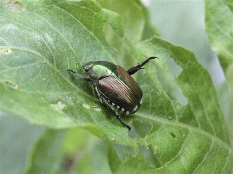 japanese beetle  sharon friends  conservation