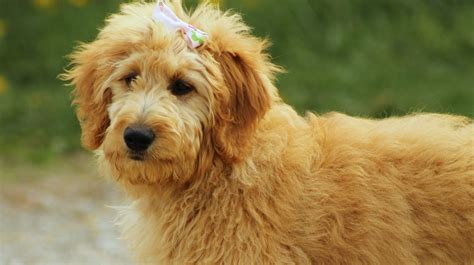 trendy designer dog breeds  set   thousands  dollars