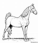 Kleurplaten Paarden Dieren sketch template