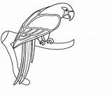Parrot Coloring Pages Printable Kids Print sketch template