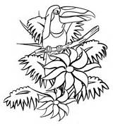 Tukan Ausmalbilder Dschungel Toucan Toucanet Malvorlagen Designlooter sketch template