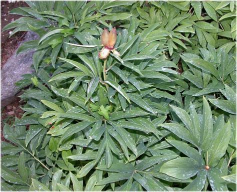 paeonia officinalis common peony  botany