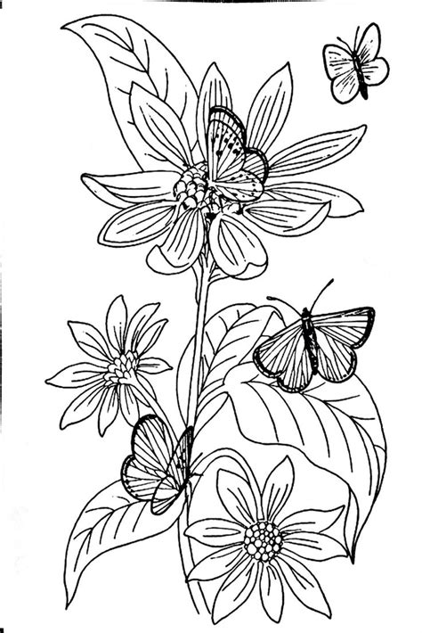 butterflys flower coloring pages butterfly coloring page coloring pages