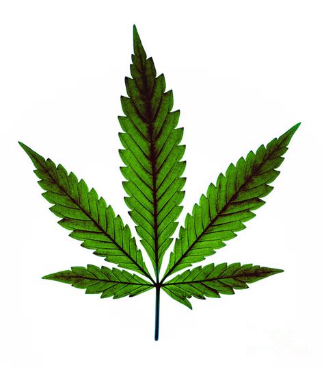 marijuana leaf cannabis sativa photograph  ted kinsman pixels
