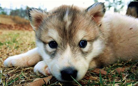 animales bebes  te haran sonreir todo el   su ternura