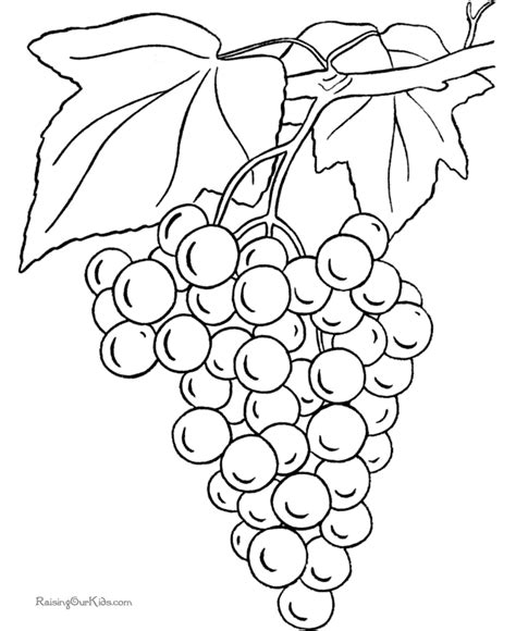 grapes coloring page  print  color coloring pages  kids