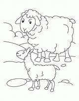 Coloring Sheep Pages Print Lamb Mother Popular Its sketch template