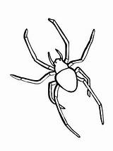 Spinnen Ausmalbilder Spiders Spinne Ausmalbild Aranha Insetos Insectos Educar Funde sketch template