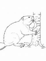 Beaver Ift sketch template