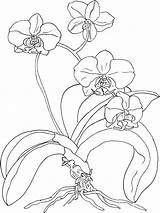 Orchid Drawing Simple Paintingvalley Drawings sketch template
