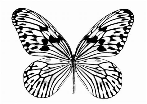 cute butterfly coloring page funchap