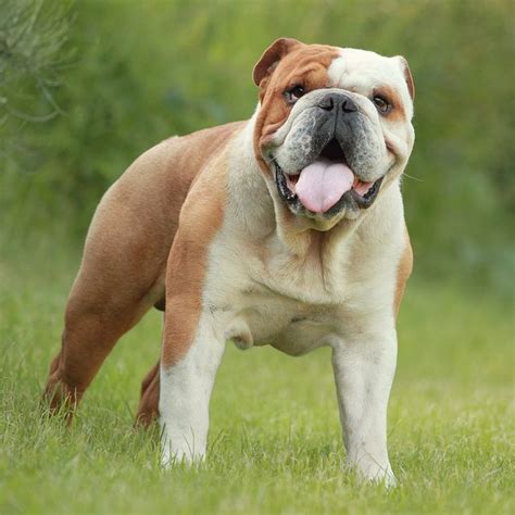 big english bulldog breeders photo bleumoonproductions