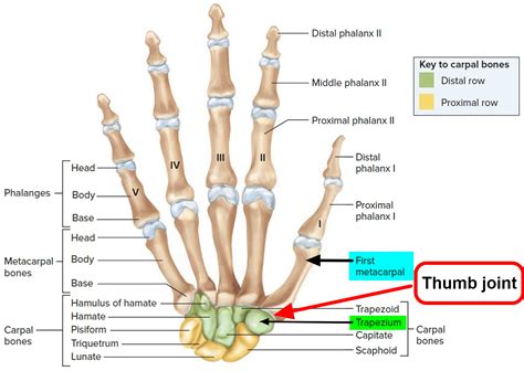 thumb arthritis  symptoms exercises splint treatment