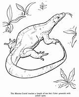 Lizard Monitor Animal Coloring Drawing Pages Drawings Lizards Color Kids Reptile Outline Printable Animals Print Lizzard Reptiles Line Clipart Colouring sketch template
