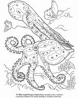 Coloring Pages Octopus Animal Squid Sea Color Ocean Blue Life Ringed Giant Kids Realistic Printable Colouring Coral Adults Dover Drawing sketch template