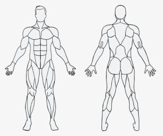 bodyleghuman anatomychesthuman human body outline  muscles