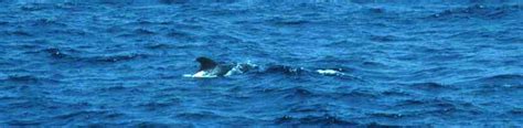 Monterey Bay Rare Cetaceans