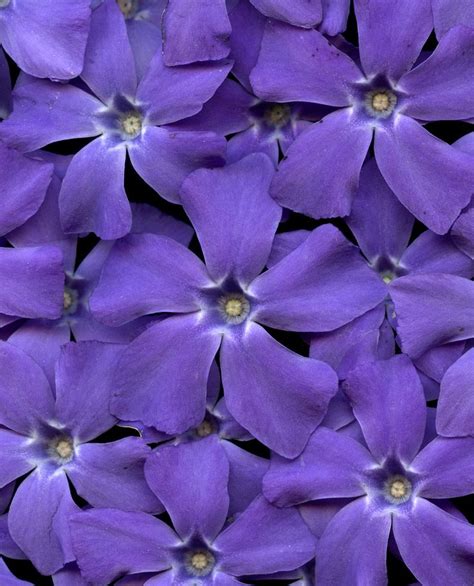 vinca minor purple flowers beautiful flowers vinca minor