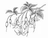 Trumpet Brugmansia Vecteezy sketch template