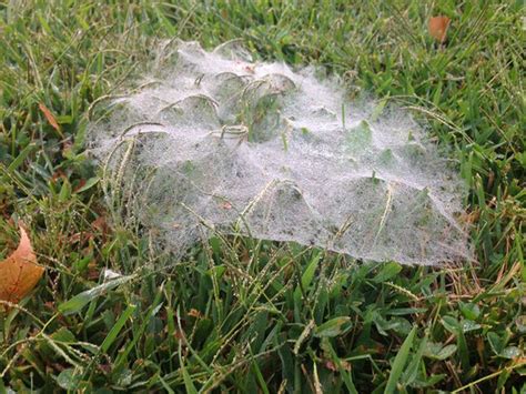 staten island nature  funnel web spiders living   basement