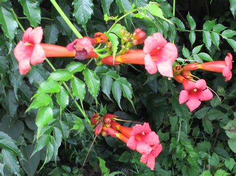 red trumpet vine  hummingbirds favorite hudson valley gardens