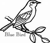 Blue Bird Coloring Pages Girls Bluebird Drawing Branch Getdrawings Printable Perched sketch template