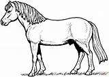 Pferd Pferde Kuda Cavallo Mewarnai Cheval Cavalli Weide Caballo Ausmalbild Disegno Supercoloring Perfil Stampare Arabi Malvorlage Frison Pony Ló Realistischer sketch template
