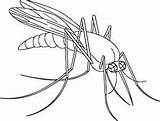 Mosquito Coloring Printable Getcolorings Pages sketch template