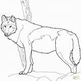 Wolf Coloring Pages Timber Gray Canadian Printable Realistic Drawing Print Color Book sketch template