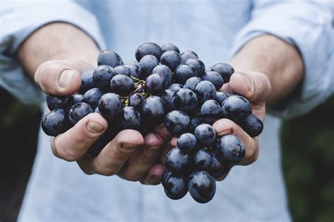 manfaat anggur  kesehatan  wajib kamu ketahui