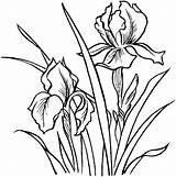 Flower Irysy Irises Supercoloring Lirios Irys Fleurs Kolorowanki Fleur Kleurplaten Piante Kolorowanka Colorier Zomerbloemen Printables Coloriages Kategorien Gratuits Domowe Deux sketch template