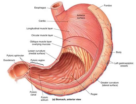 stomach organs parts anatomy functions   human stomach