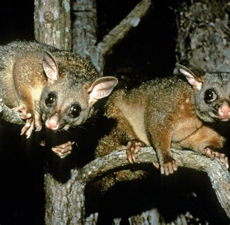 wildnis forscher entdecken in australien drei neue tierarten welt