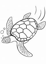 Tartarughe Tartaruga Pianetabambini Disegnare Animali Semplici Turtle Mosaico sketch template