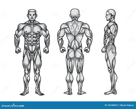 anatomy  male muscular system exercise  muscle guide stock