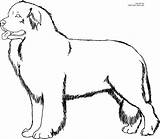 Dog Coloring Pages Newfoundland Color Line Dogs Printable Drawing Labrador Puppy Cat Clipart Retriever Girls Cliparts Fluffy Colouring Sheets Silhouette sketch template