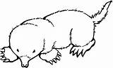 Mole Coloring Pages Getcolorings Printable Color Getdrawings sketch template