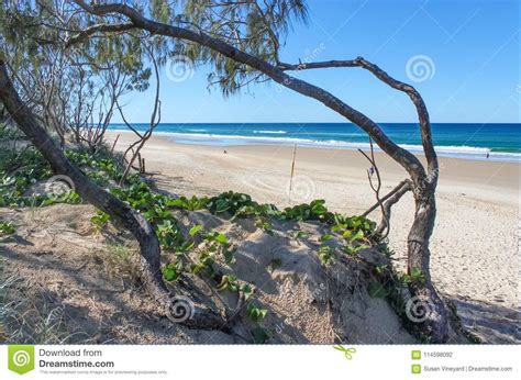 knoestig cederbomen en overzees druivenkader een mening van oceaan en breed strand met een paar
