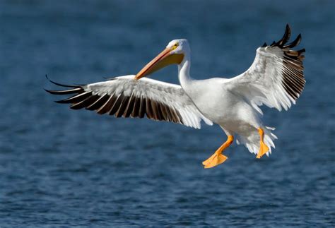 pelican  biggest animals kingdom