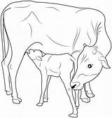 Calf Hereford Rumiantes Fazenda Vacas Fazendinha Moldes sketch template