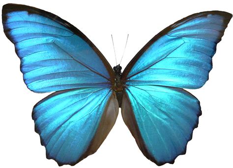 biomimicry design inspired  nature biomimetic butterfly coating