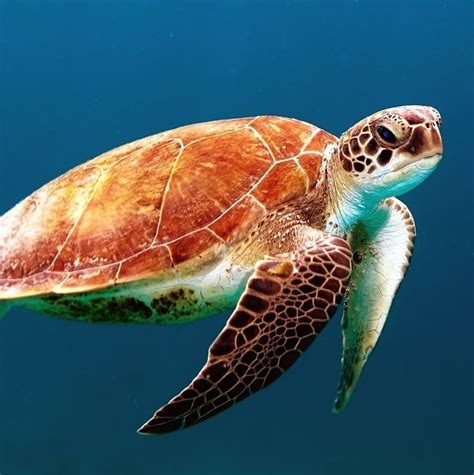 schildpadden dierenwiki reptielen schildpadden