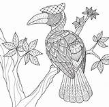 Hornbill Zentangle Paradise Tropical Banane Singe Gemerkt sketch template
