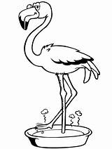 Coloring Pages Kids Flamingo Flamingos sketch template